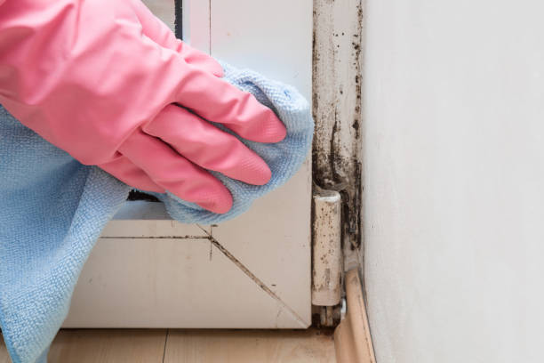 Best HVAC Mold Remediation in Evendale, OH